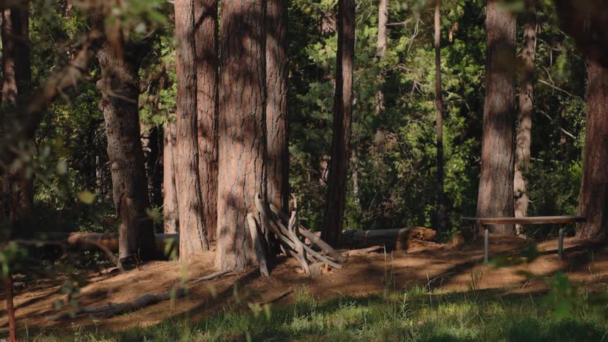 A fast zoom shot reveals a tranquil clearing in a lush green forest on a sunny day