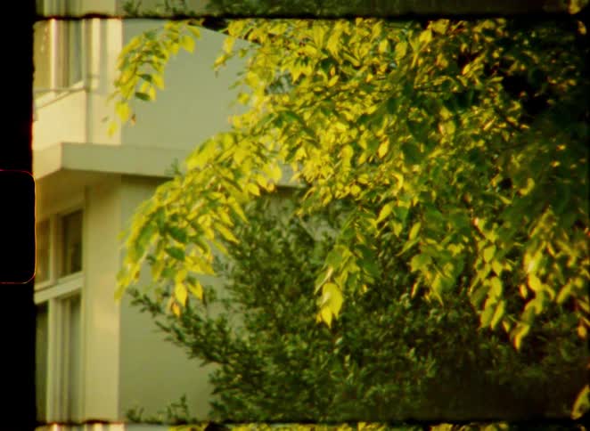 A vintage film-style shot shows lush green tree leaves illuminated by golden hour sunlight next to a building