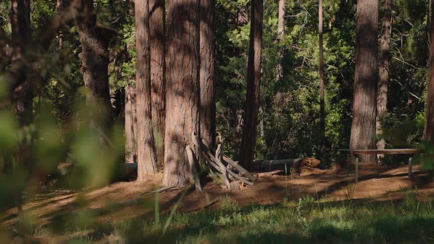 A quick zoom transition reveals a serene sun-dappled clearing in a pine forest