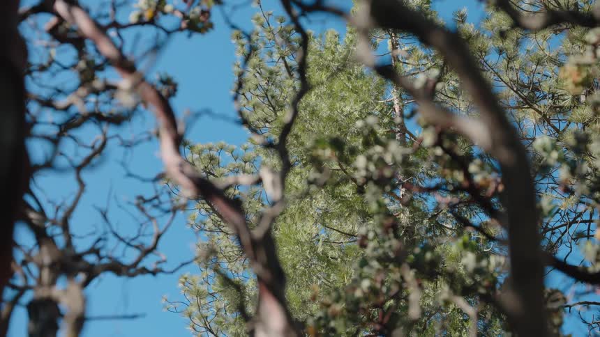 A cinematic rack focus reveals a green pine tree through the gnarled, reddish branches of Manzanita trees against a clear blue sky