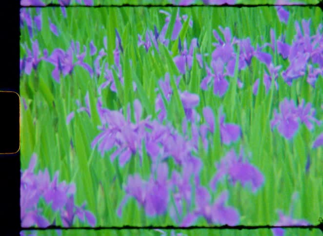 Vintage 8mm film captures a dreamy pan across a vibrant field of purple iris flowers