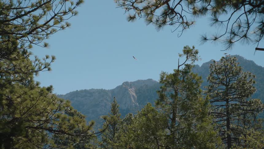 A lone bird of prey soars high in the clear blue sky over a majestic mountain range, framed by lush green pine trees