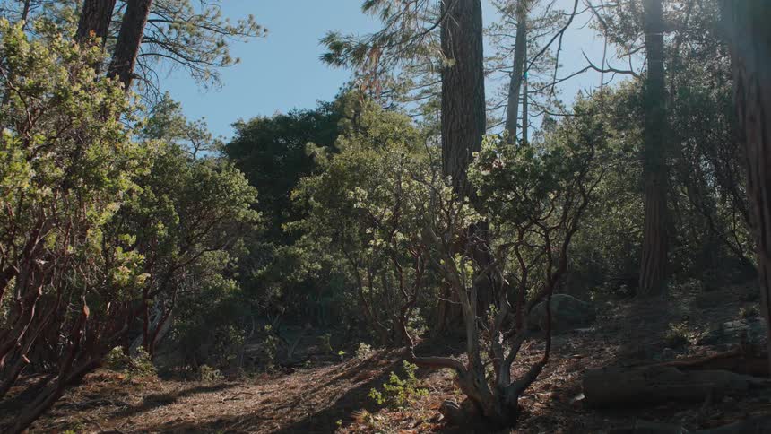 A quick zoom-out reveals a sunny, tranquil forest hillside with dense trees and bushes