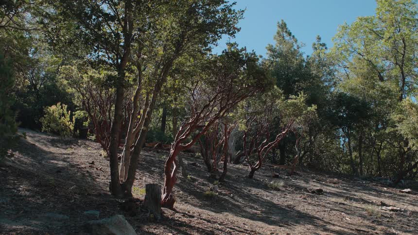 A slow tilt down reveals unique red-barked Manzanita trees on a sunlit forest hillside