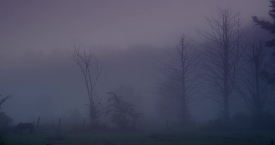 A foggy wooded area