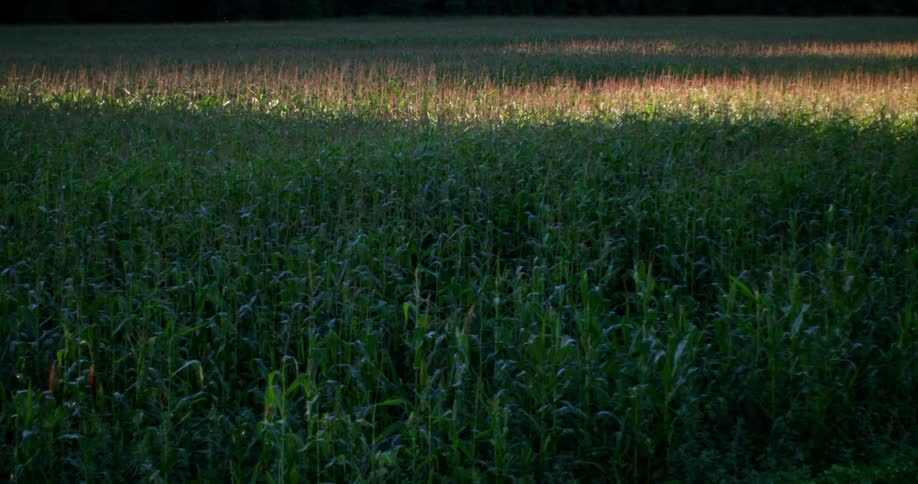 The grass in this field is very tall