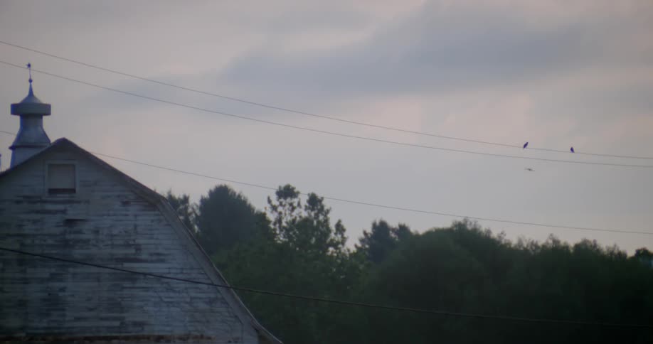 Birds sit on a wire by a barn