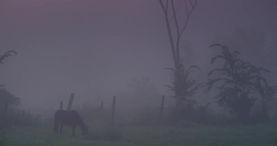 Horse chews grass in a foggy field