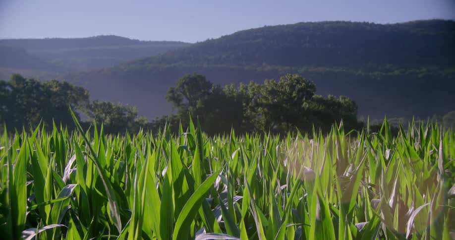 The field is full of tall stalks before the mountains