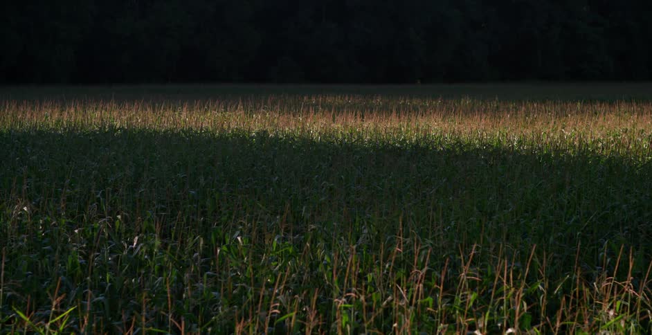 Light shines on a field at night