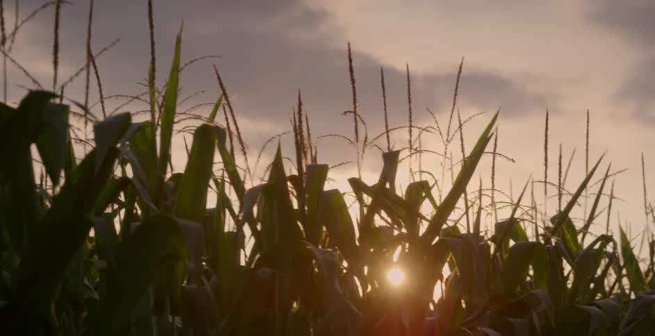 Sunlight shines through corn crops at sunset