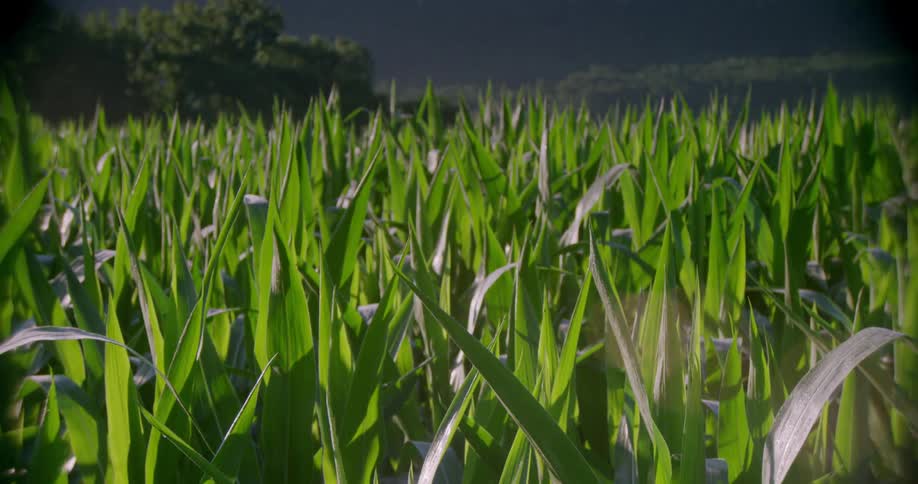 The field has high stalks that are green