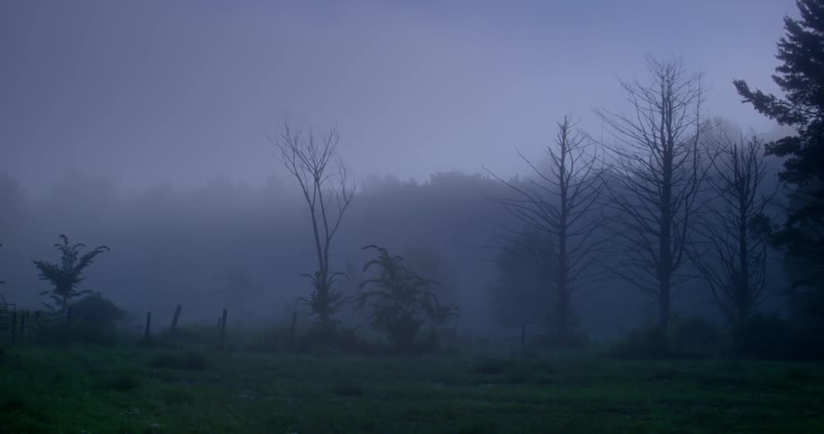 The field is covered with fogs and trees