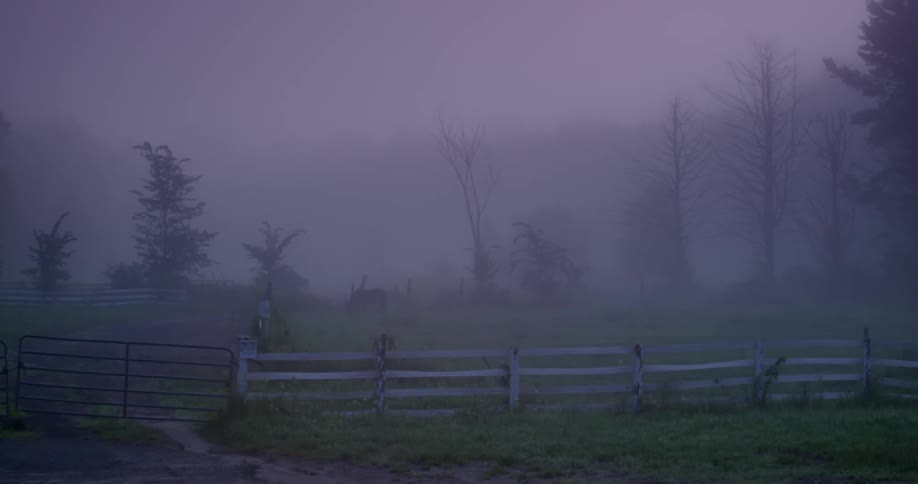 A horse grazes in a paddock on a misty day