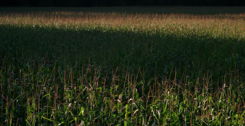 Tall stalks in a shadowy field
