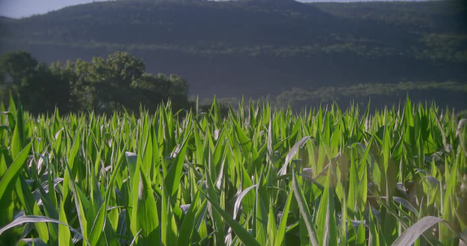 A field of bright green leaves stretch upwards