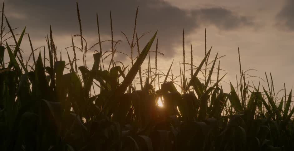 Corn growing in a field at sunrise