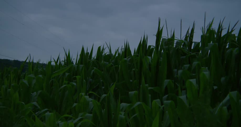 Crops blow in the wind on a cloudy day