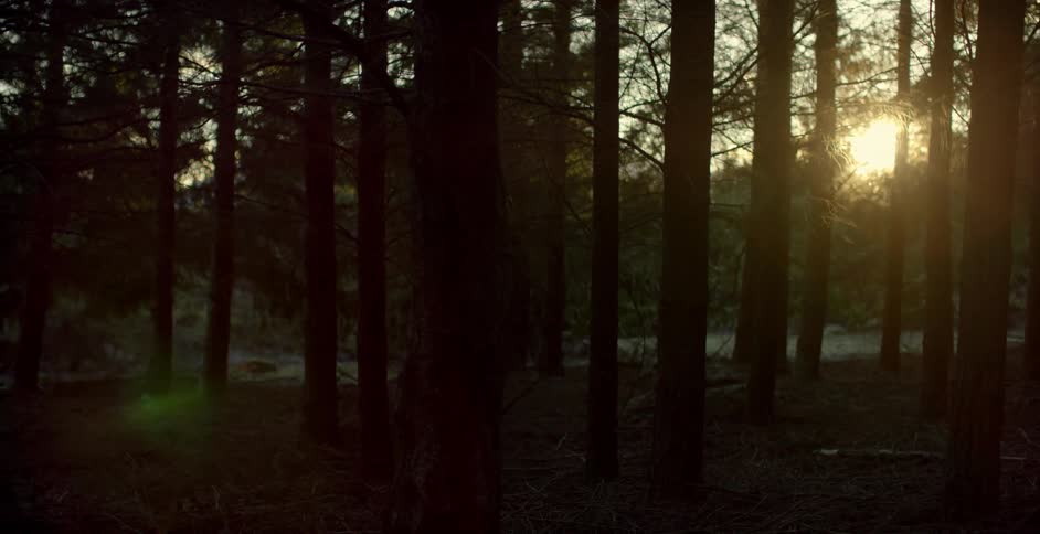 The forest is full of many trees