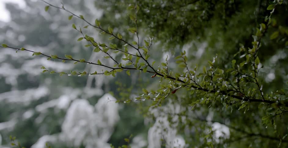 The trees are being covered with snow