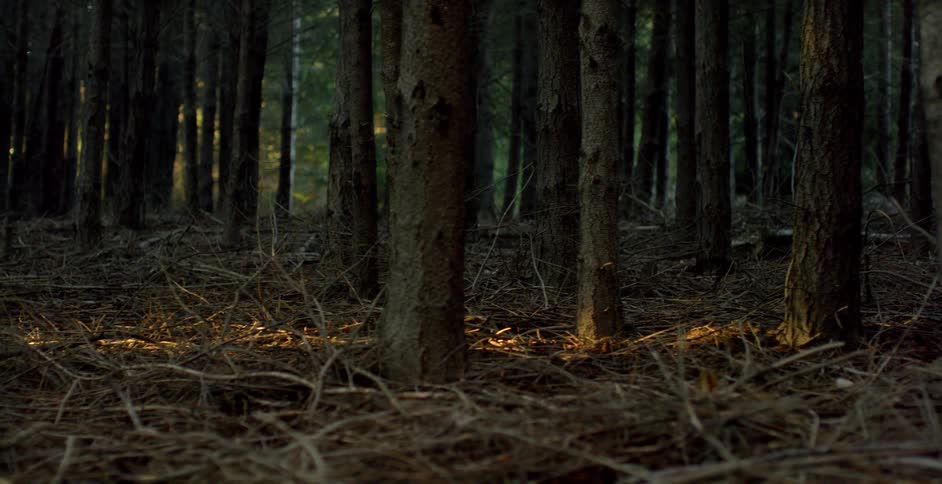 Branches on a forest floor
