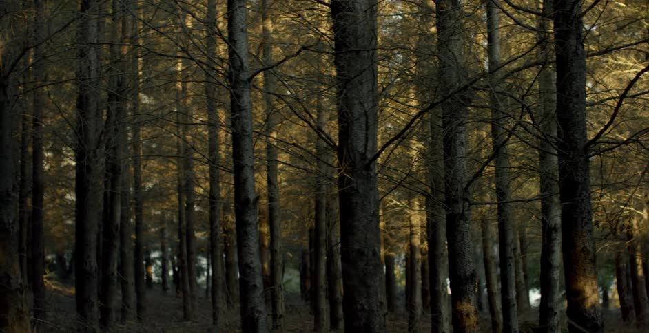 Trees are shown in a forest