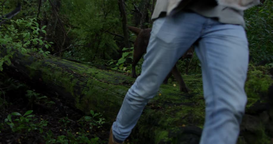 A man walks with his dog through a forest