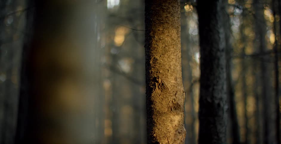 The trees are long and thin in this forest