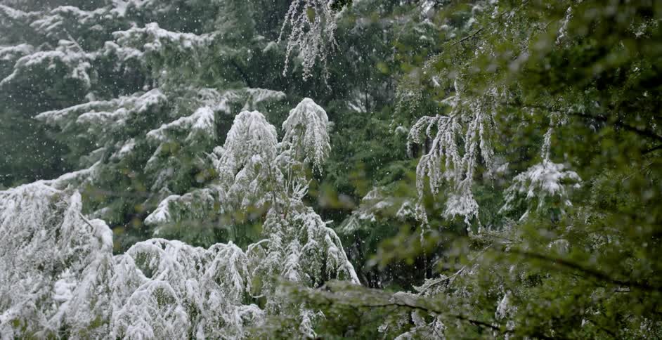 Snow falling and collecting on tree branches