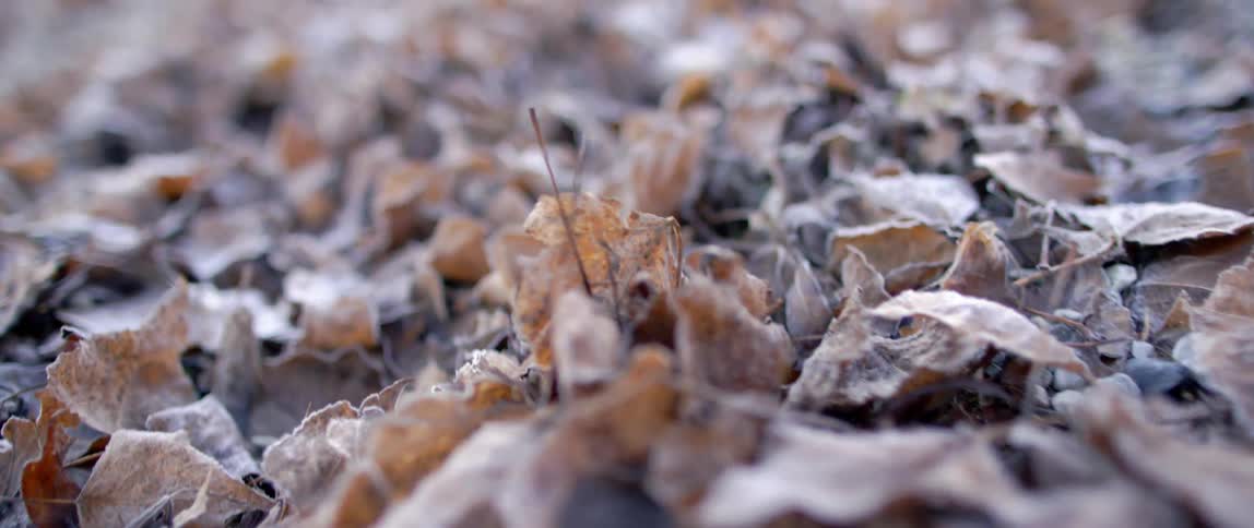 A pile of dead leaves