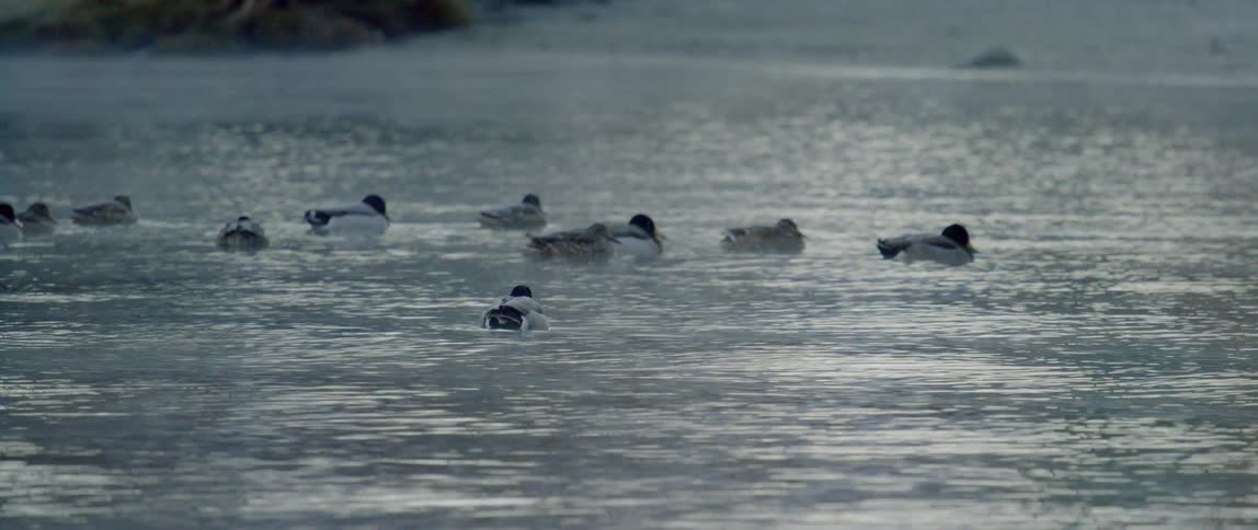 Group of ducks floating in river