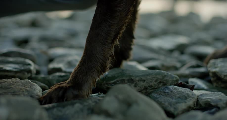 A dog's paws are shown on rocky ground