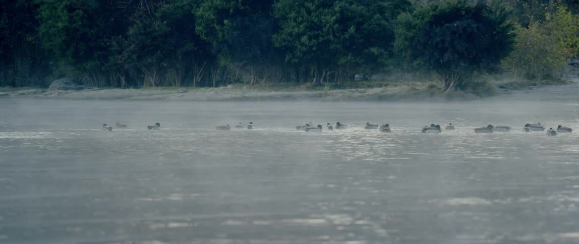 Ducks in a steaming lake