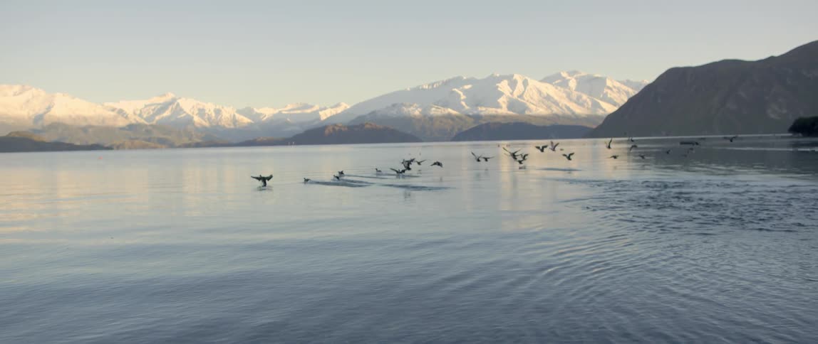 Flock of birds flying just above the surface of a lake