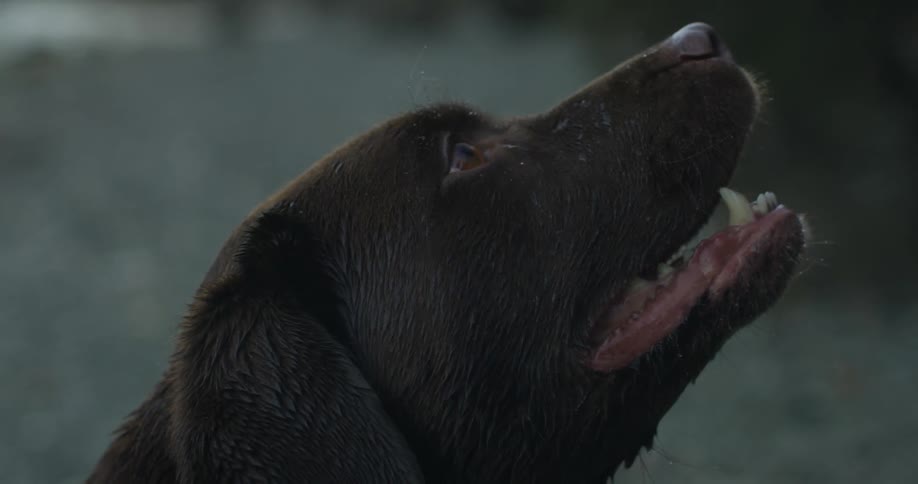 A panting dog looks upward