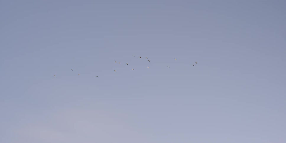A flock of birds fly in the sky