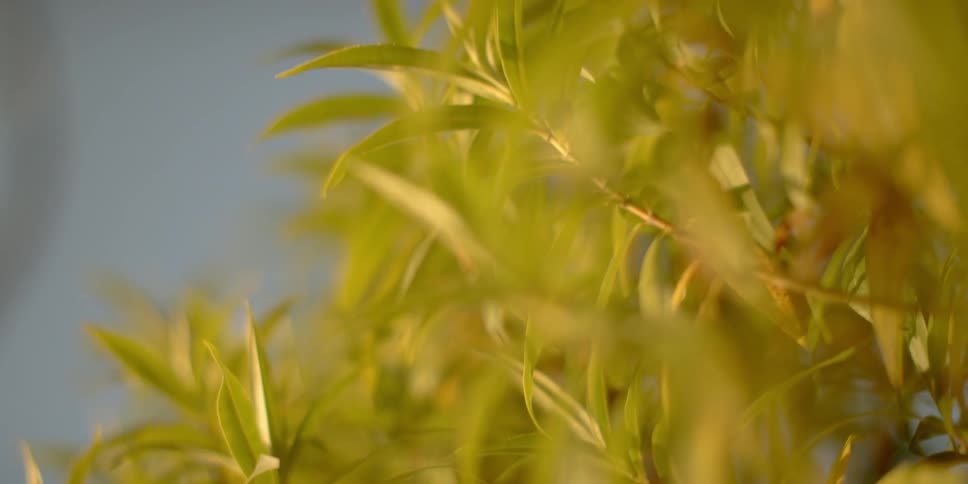 The green leaves are growing under the sun
