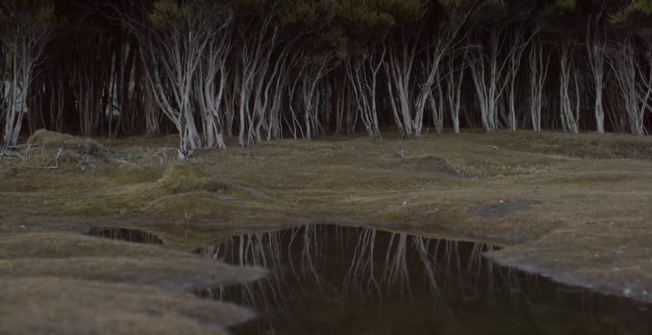 Small pond in a wooded area