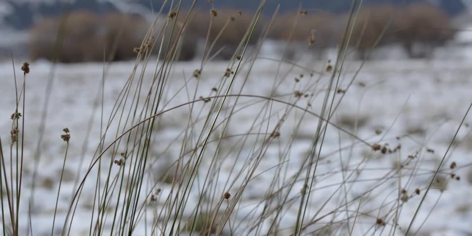 The wind blows the grass near the snow covered field