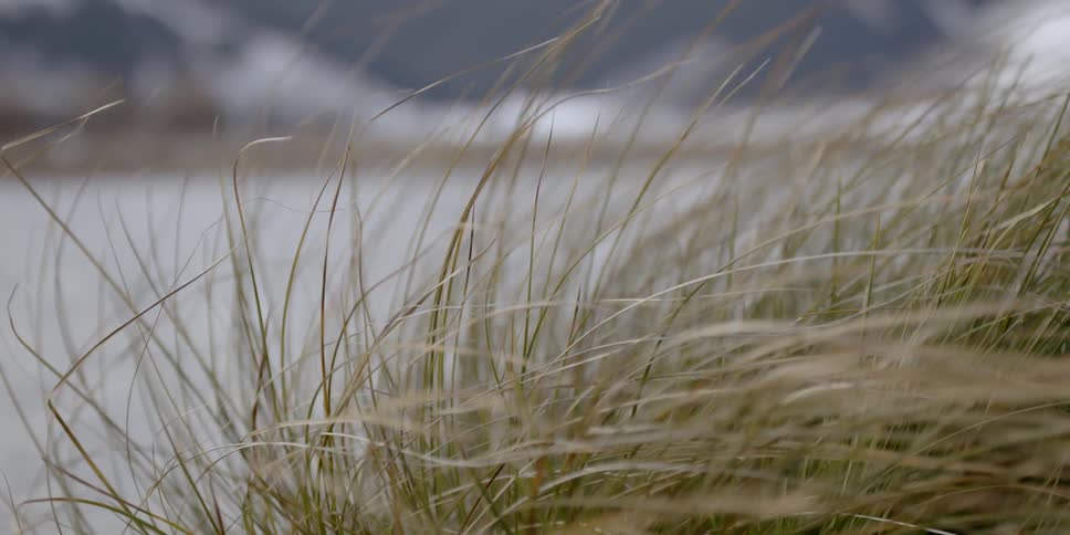 Grass near a lake blows in the wind