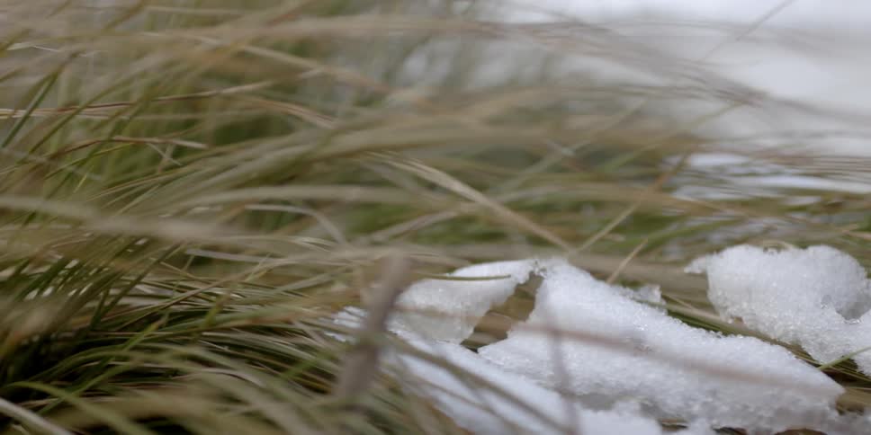 The long grass has ice on it as it blows in the wind