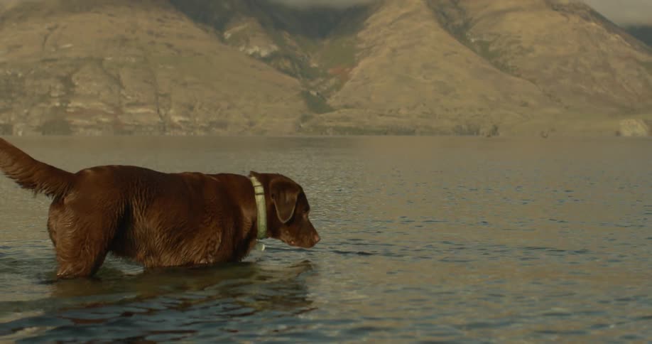 A dog wades in a lake