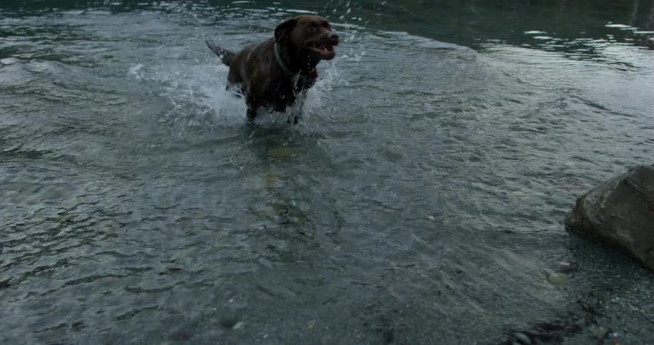 A dog jumps out of the stream