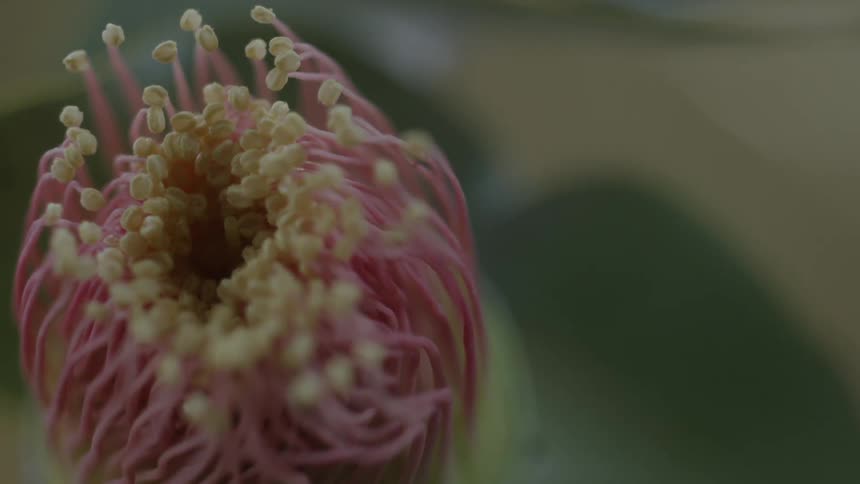 A pink and yellow flower is beginning to bloom