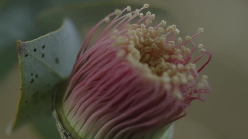 Close up of a leaf and flower