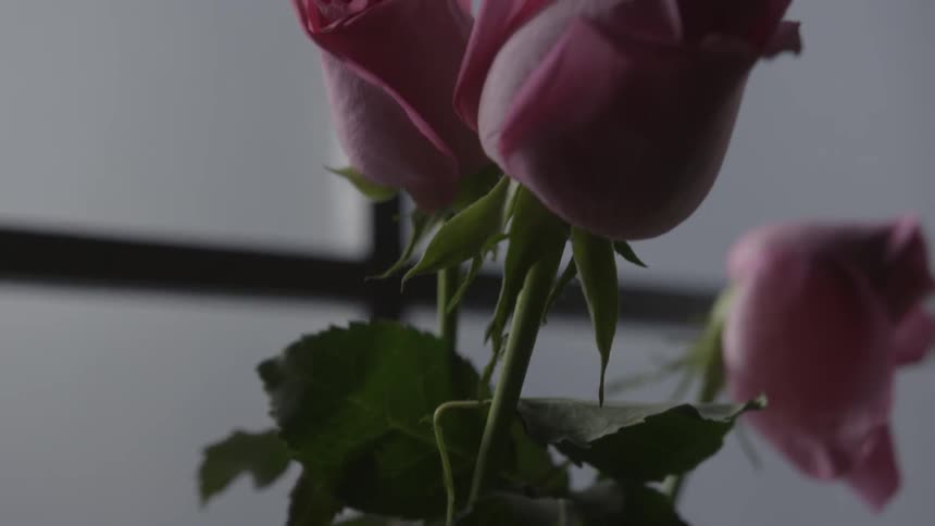 Roses sit in front of a window in a vase