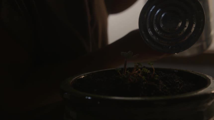 Water is poured into a plant
