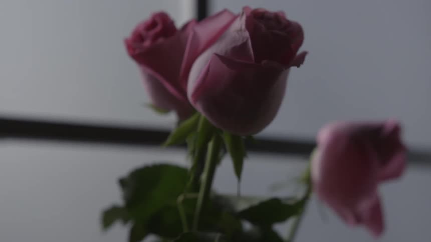 The roses are pink