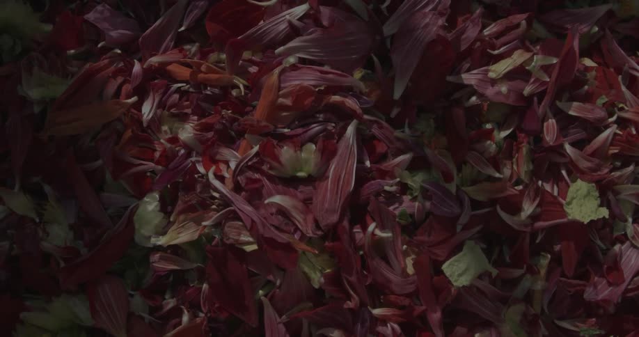 Piles of flower petals sit undisturbed