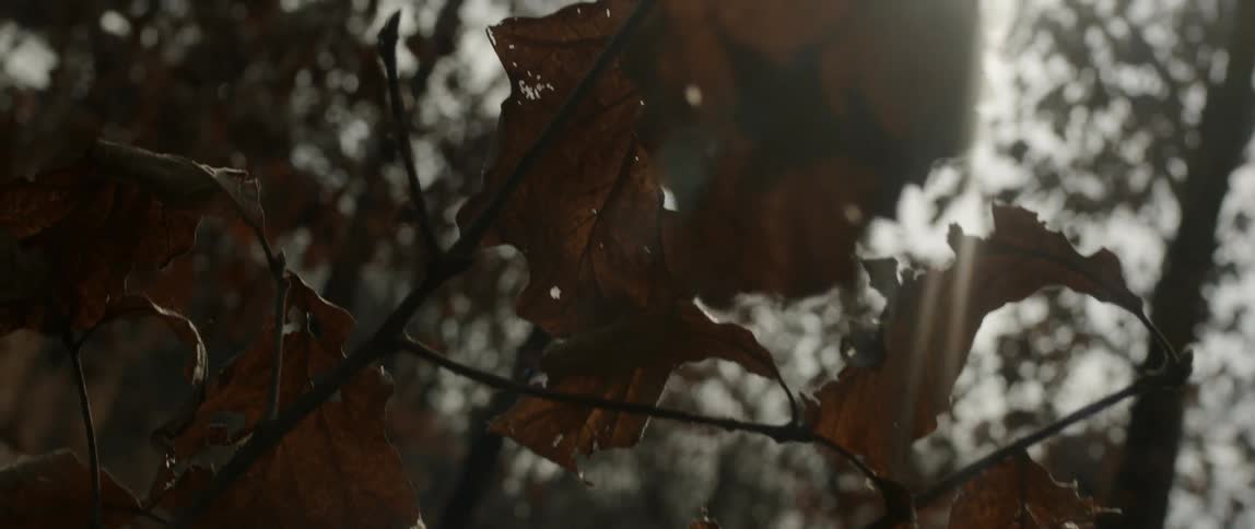 Sunlight shines through tree branches with dead leaves